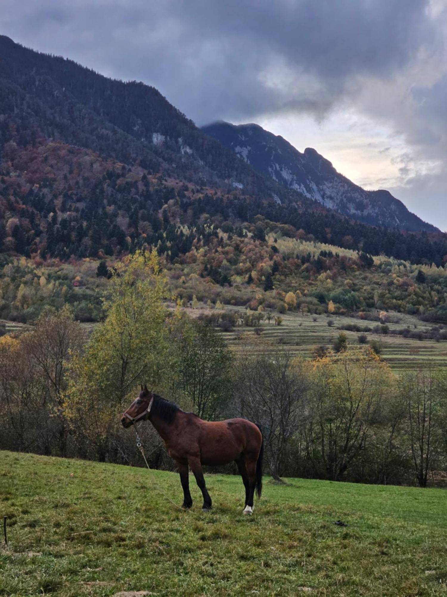Pensiunea Kyfana Zărneşti Buitenkant foto